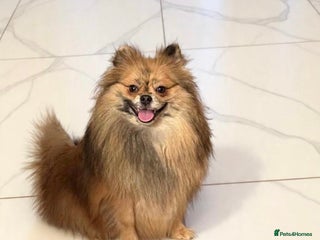 Pomeranian dogs Adult Pomeranian brothers & sister - Advert 3