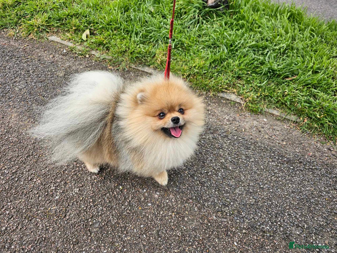 Pomeranian dogs for stud: Stud Dog-NOT FOR SALE in Luton - Image 9