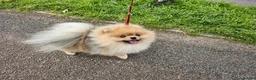 Pomeranian dogs for stud: Stud Dog-NOT FOR SALE in Luton - Advert 9