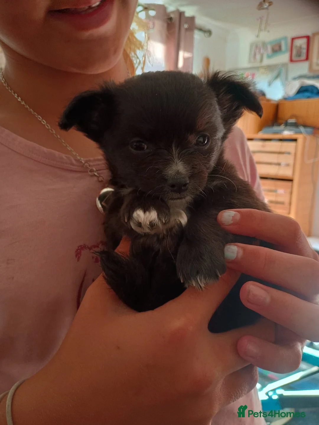 Pomchi dogs for sale: Four amazing looking Pomchi's in Cullompton - Advert 9