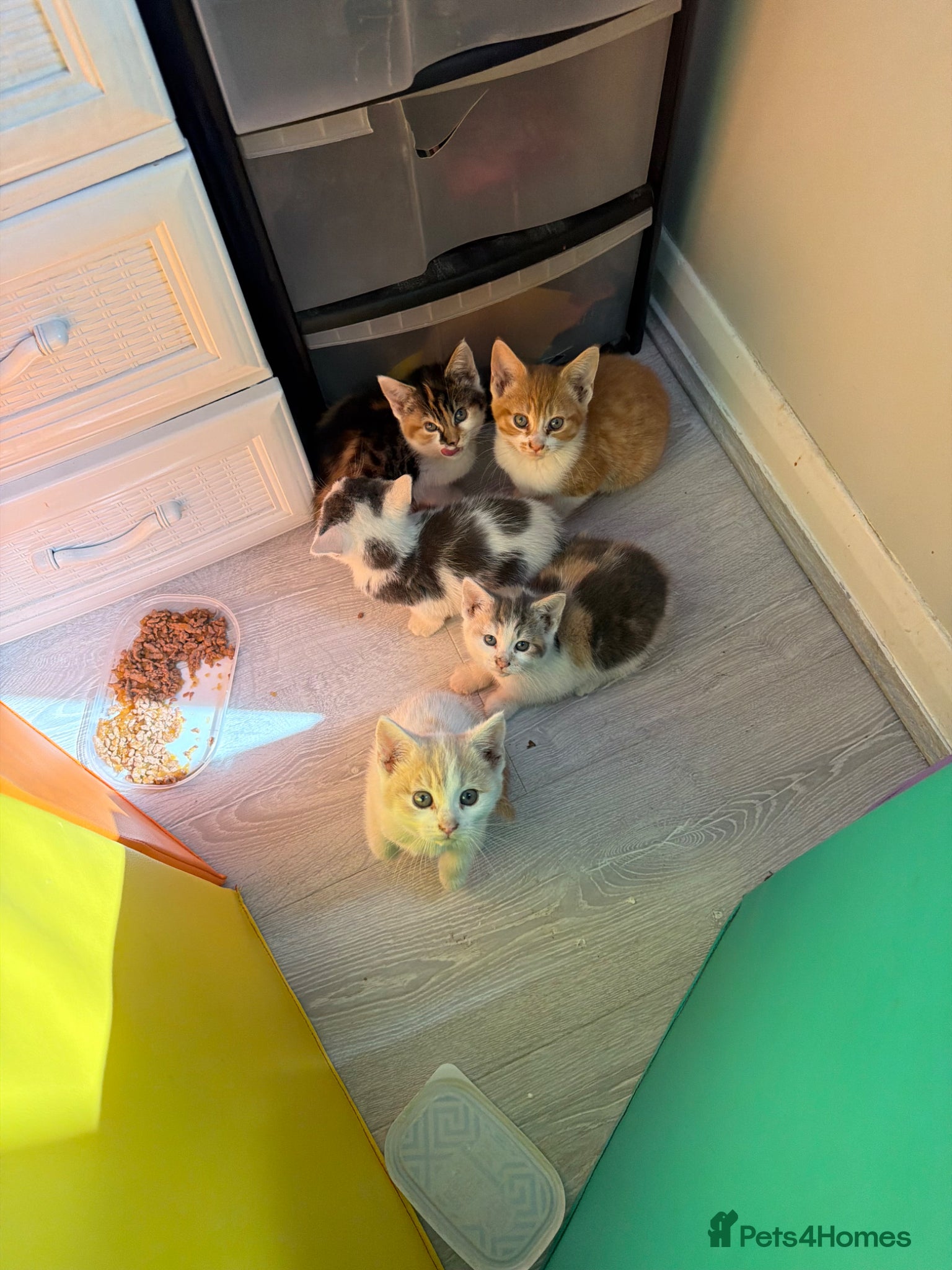 Mixed Breed cats for sale: 4 STUNNING KITTENS READY FOR A LOVING HOME - Advert 1