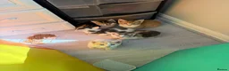 Mixed Breed cats for sale: 4 STUNNING KITTENS READY FOR A LOVING HOME - Advert 1