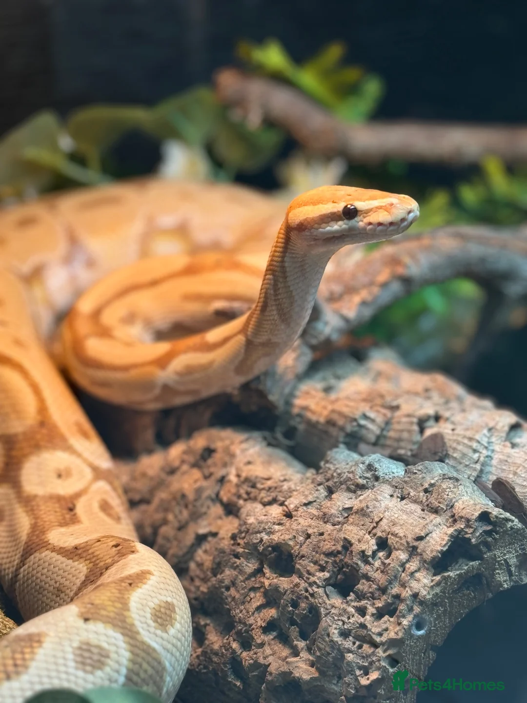 Python Snake reptiles for sale: ❗️Banana Royal Python & Setup❗️ - Advert 1