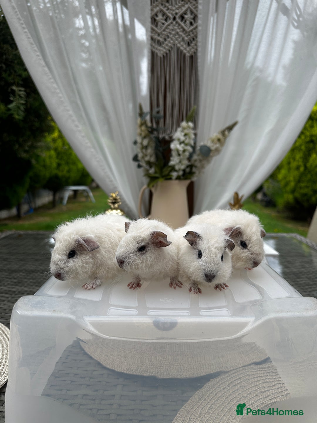 Guinea Pig rodents for sale: 4x lovely 4 weeks old boys born on 30.06.2025 in Leicester - Image 1