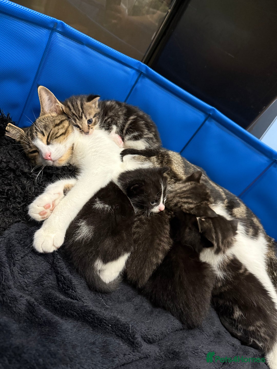 Domestic Shorthair cats for sale: 5 beautiful Domestic shorthair kittens - Image 8