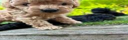 Toy Poodle dogs for sale: Stunning litter of Toy Poodles  - Advert 9