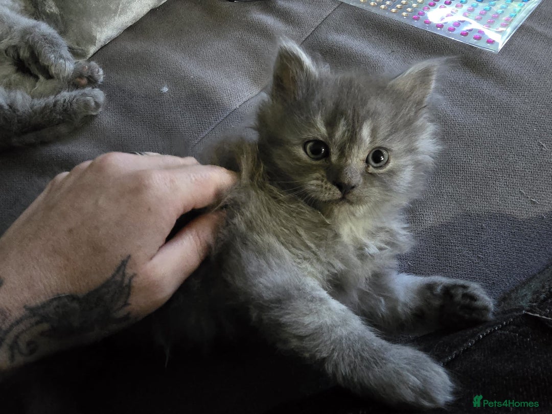 Persian cats for sale: 3 stunning Persian kittens ready now.  - Advert 7