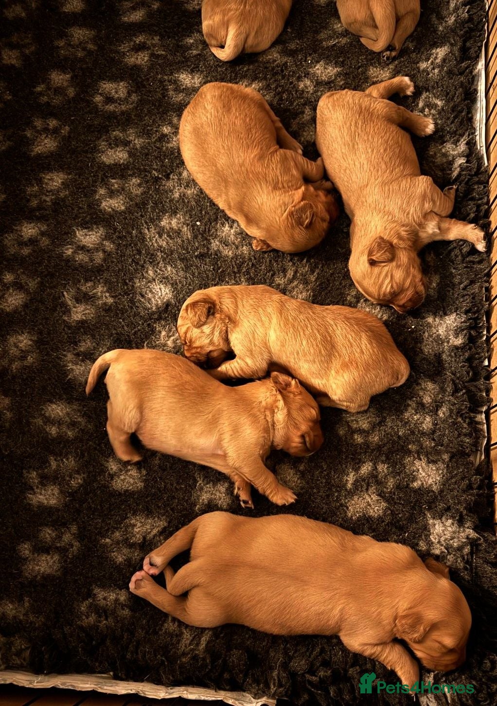 Golden Retriever dogs ⭐ Dark, DNA, KC Reg Golden Retrievers ⭐ - Advert 1