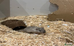 Gerbil rodents for sale: 2 male gerbils for sale - Image 2