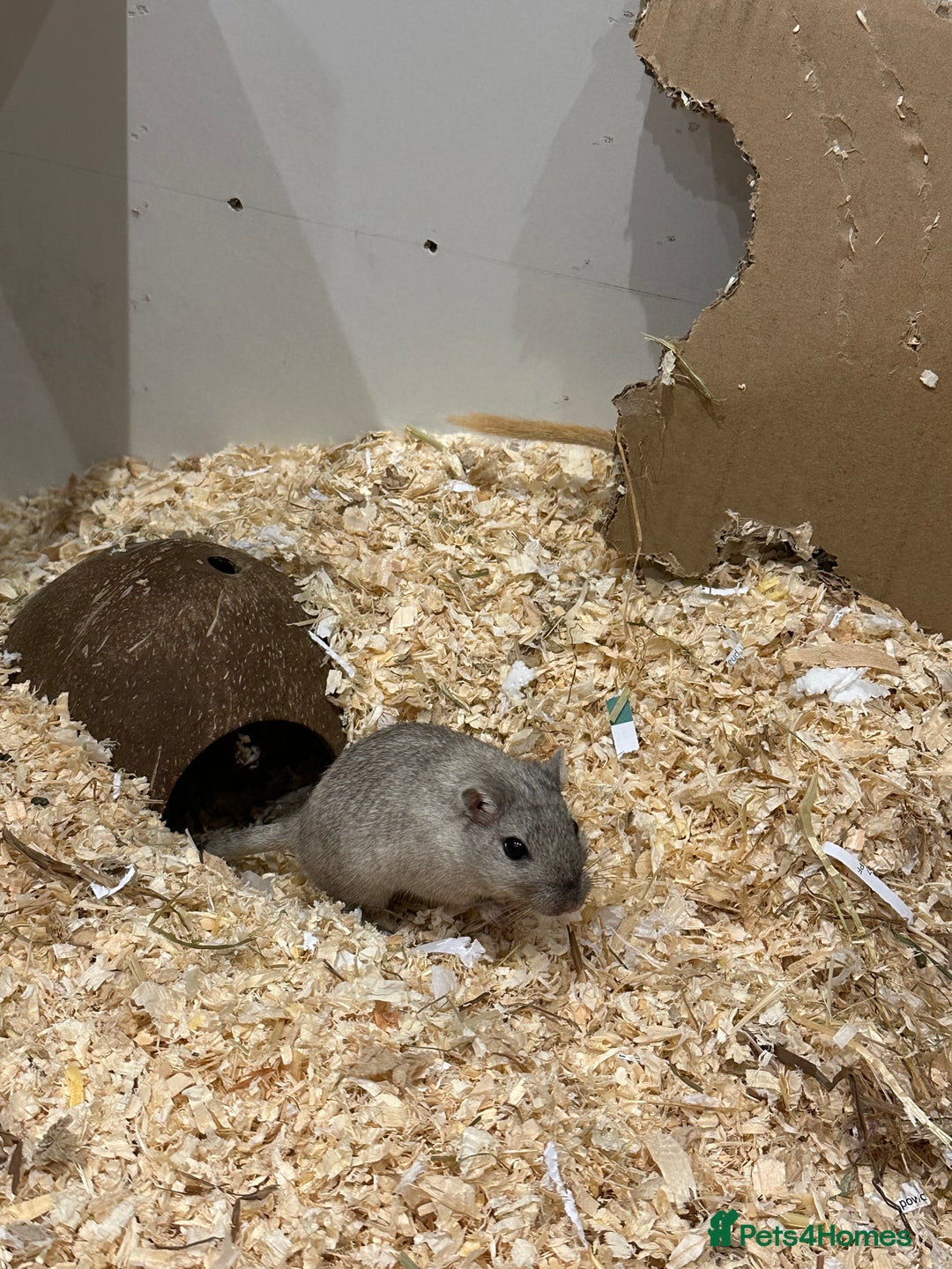 Gerbil rodents for sale: 2 male gerbils for sale - Image 2