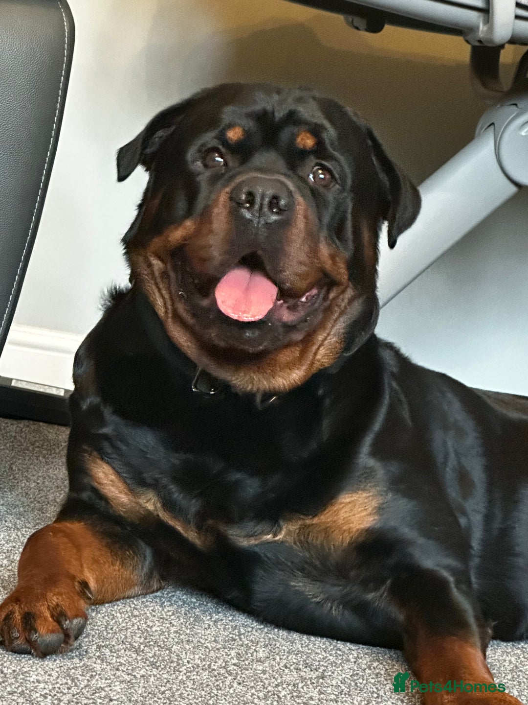 Rottweiler dogs for sale: Rottweiler needs a loving forever home  - Advert 14