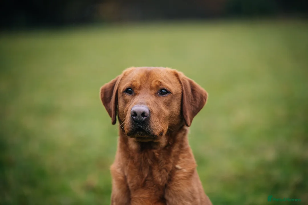 Labrador Retriever dogs for stud: Dark fox red lab KC reg fully health tested - Advert 4
