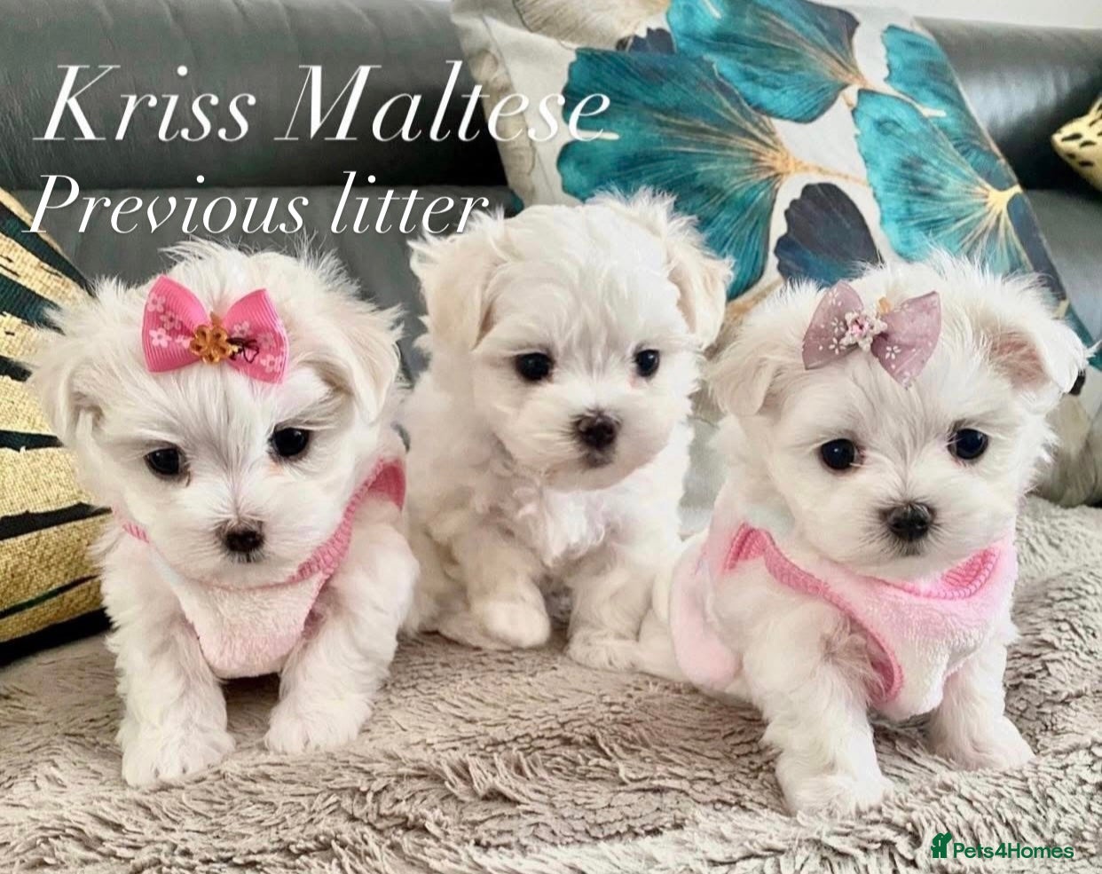 Maltese dogs ✨Outstanding kc registered Korean Maltese puppies✨ - Advert 13