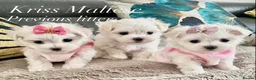 Maltese dogs for sale: ✨Outstanding kc registered Korean Maltese puppies✨ - Advert 8
