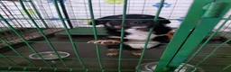 Mixed Breed dogs for adoption: 🐾HOPE - From Death Row to a Heart Full of Hope 💛 in Nottingham - Advert 2
