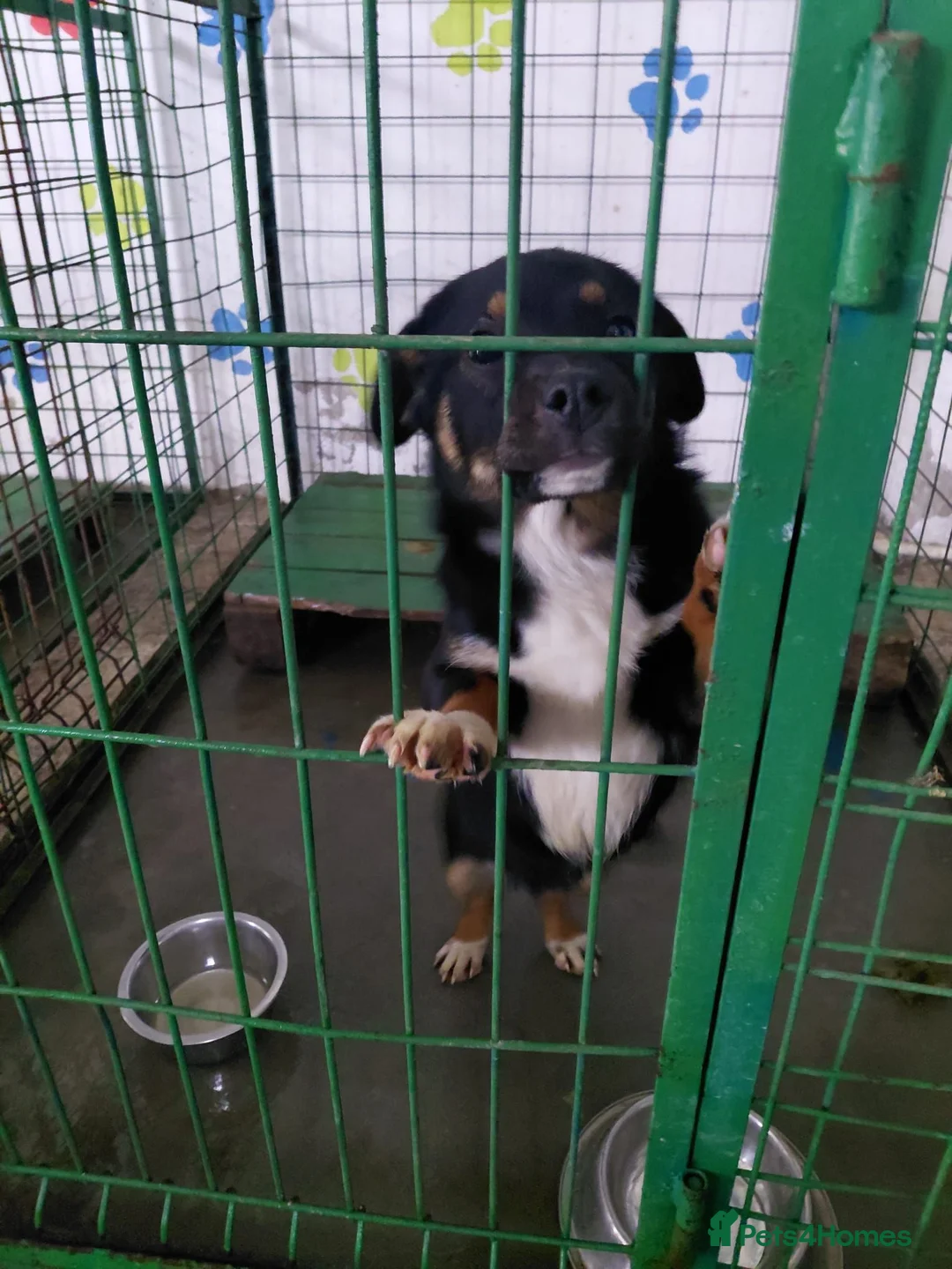 Mixed Breed dogs for adoption: 🐾HOPE - From Death Row to a Heart Full of Hope 💛 in Nottingham - Advert 2