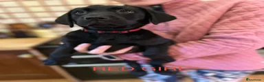 Labrador Retriever 4