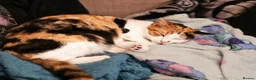 Mixed Breed cats for sale: Sad rehoming - Advert 1