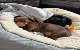 Dachshund dogs for sale: Chocolate tan male dachshund puppy - Image 7