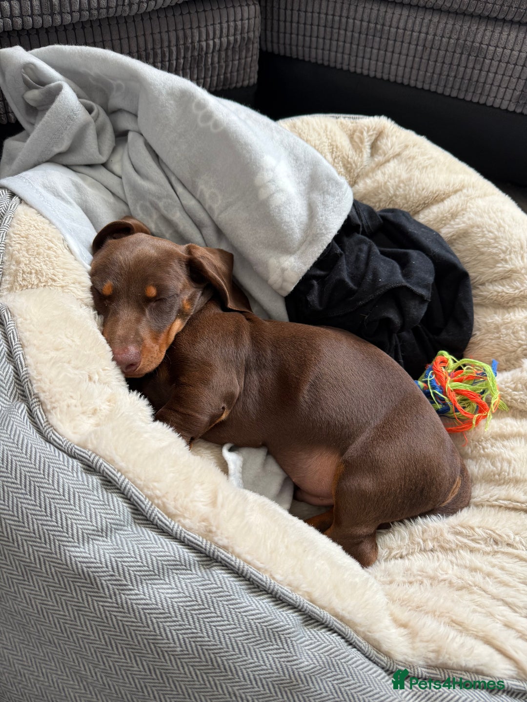 Dachshund dogs for sale: Chocolate tan male dachshund puppy - Image 7