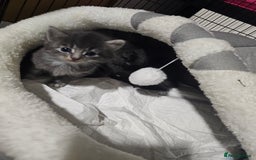 British Longhair cats for sale: 5 little kittens  - Advert 9