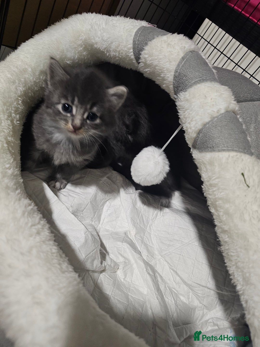 British Longhair cats for sale: 5 little kittens  - Advert 9