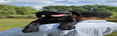 black labrador boy