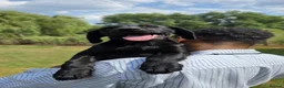 Labrador Retriever dogs for sale: GORGEOUS BLACK LABRADOR LITTER,FULLYTESTED PARENTS - Advert 1