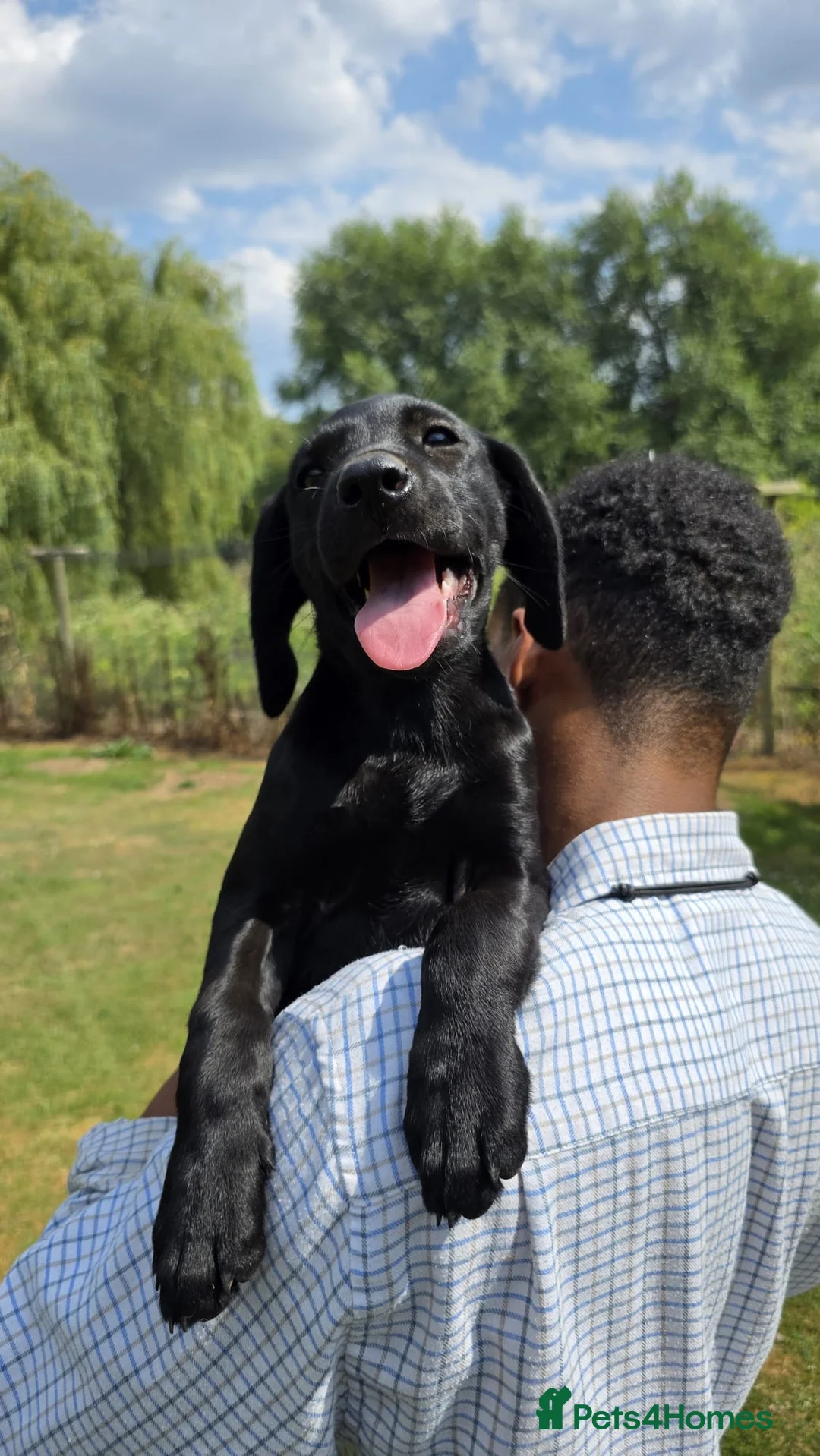 Labrador Retriever dogs for sale: GORGEOUS BLACK LABRADOR LITTER,FULLYTESTED PARENTS - Advert 1