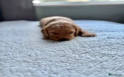 Cockerdor dogs for sale: Gorgeous Cockador puppies  - Image 6