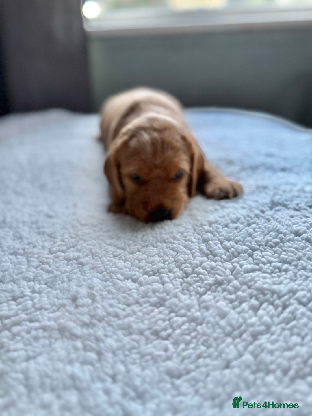 Cockerdor dogs for sale: Gorgeous Cockador puppies  - Image 6