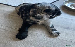 Mixed Breed dogs for sale: Puppies  - Image 7