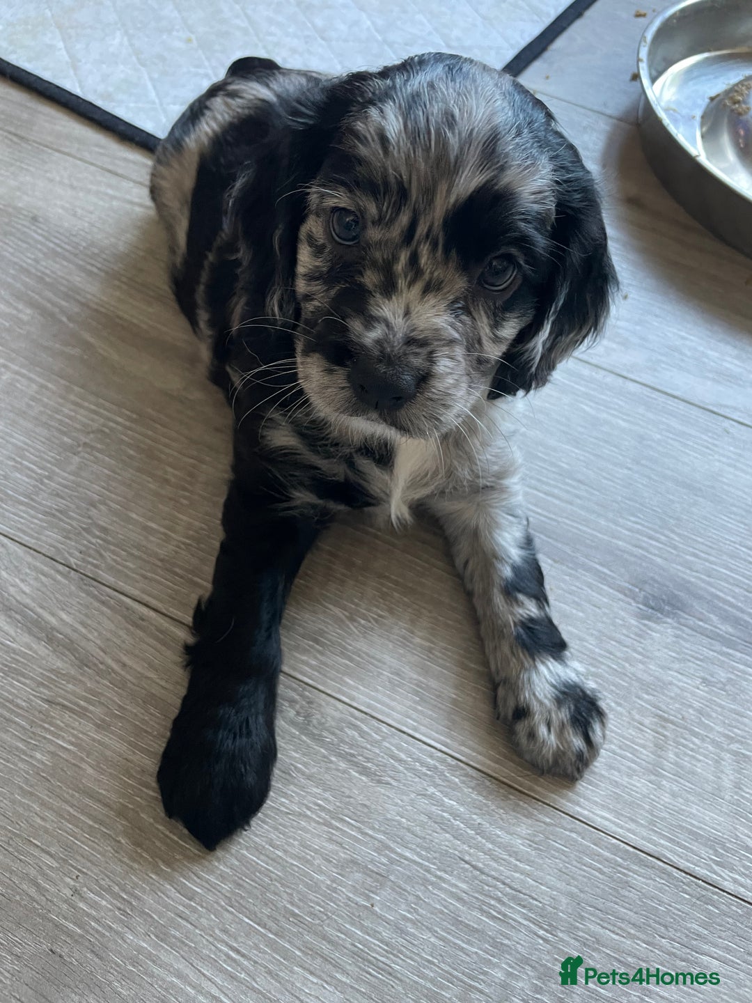 Mixed Breed dogs for sale: Puppies  - Image 7