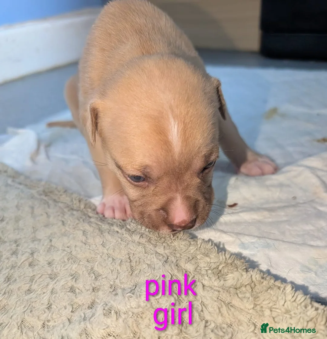 Mixed Breed dogs for sale: Mixed mastiff breed puppies in Hull - Advert 12