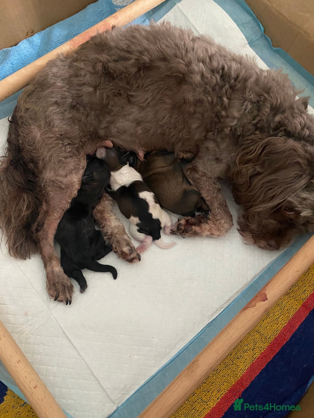 Shihpoo dogs for sale: 2 beautiful girl Shi poo puppies  - Advert 8