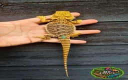 Bearded Dragon reptiles for sale: Bearded dragons for sale (Price reduced) - Image 12