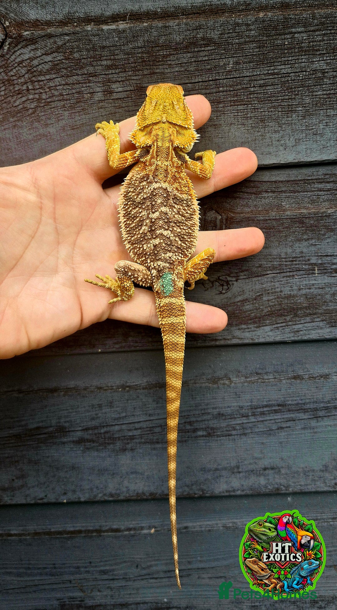 Bearded Dragon reptiles for sale: Bearded dragons for sale (Price reduced) - Image 12