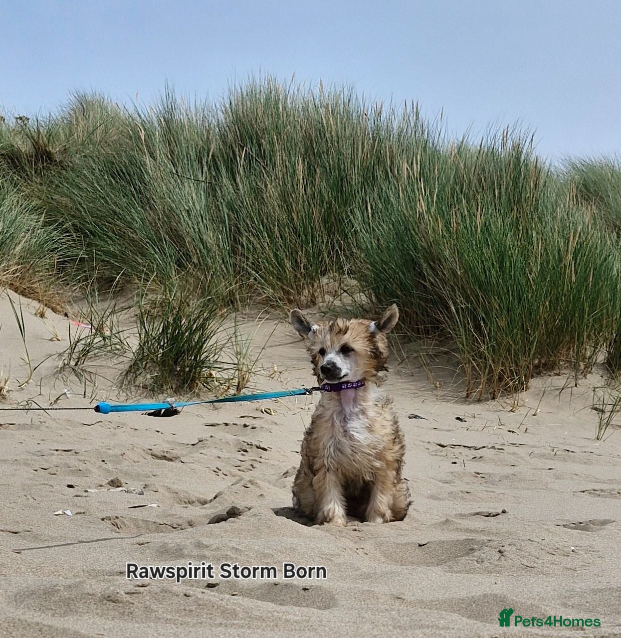 Chinese Crested dogs New litter boys and girls. - Advert 2