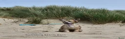 Chinese Crested dogs for sale: New litter boys and girls. - Advert 3