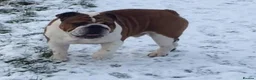 English Bulldog dogs for sale: English Bulldog Pups Standard Traditional Colour - Advert 12