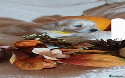 Miniature Dachshund dogs for sale: Fantastic pure English cream longhair dachshund  - Image 3