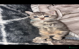 British Shorthair cats for sale: 2 grey tabby kittens  - Image 2