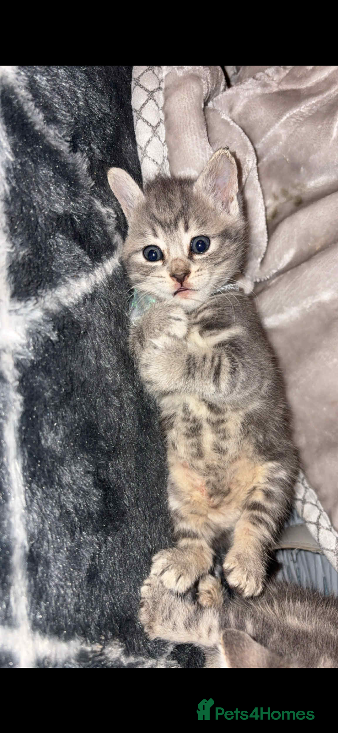 British Shorthair cats for sale: 2 grey tabby kittens  - Image 2