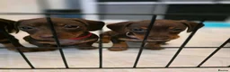 Miniature Dachshund dogs for sale: Chocolate and tan miniature dachshunds in Pontefract - Advert 4