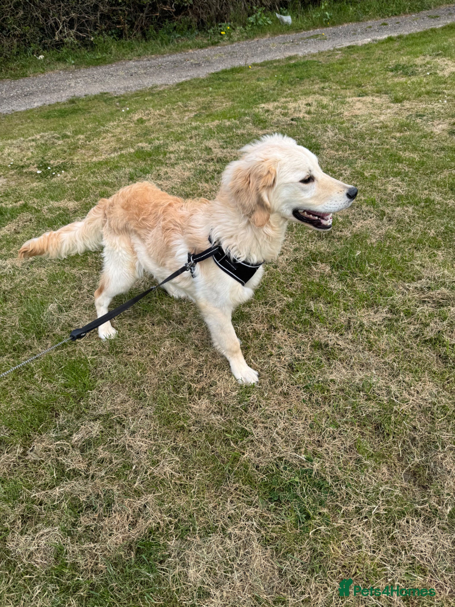 Goldendoodle dogs Beautiful Goldendoodle Boy ( Rocco )  - Advert 14