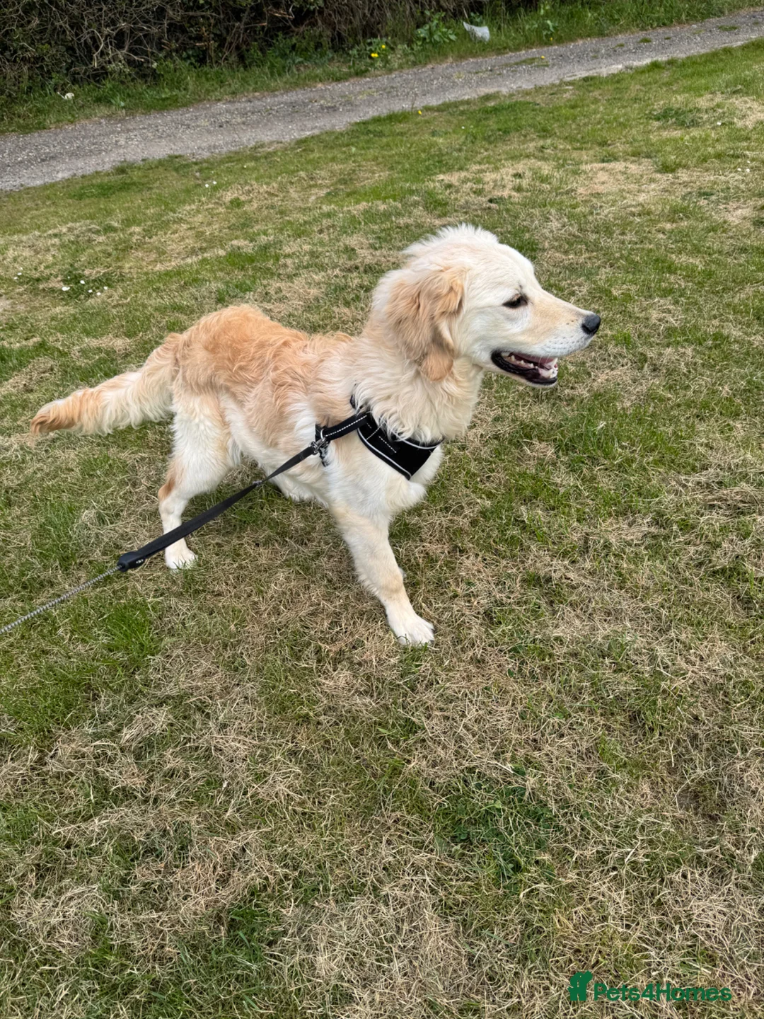 Goldendoodle dogs for sale: Beautiful Goldendoodle Boy ( Rocco )  - Advert 1