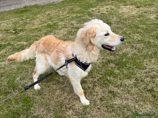 Goldendoodle dogs Beautiful Goldendoodle Boy ( Rocco ) - Advert 14