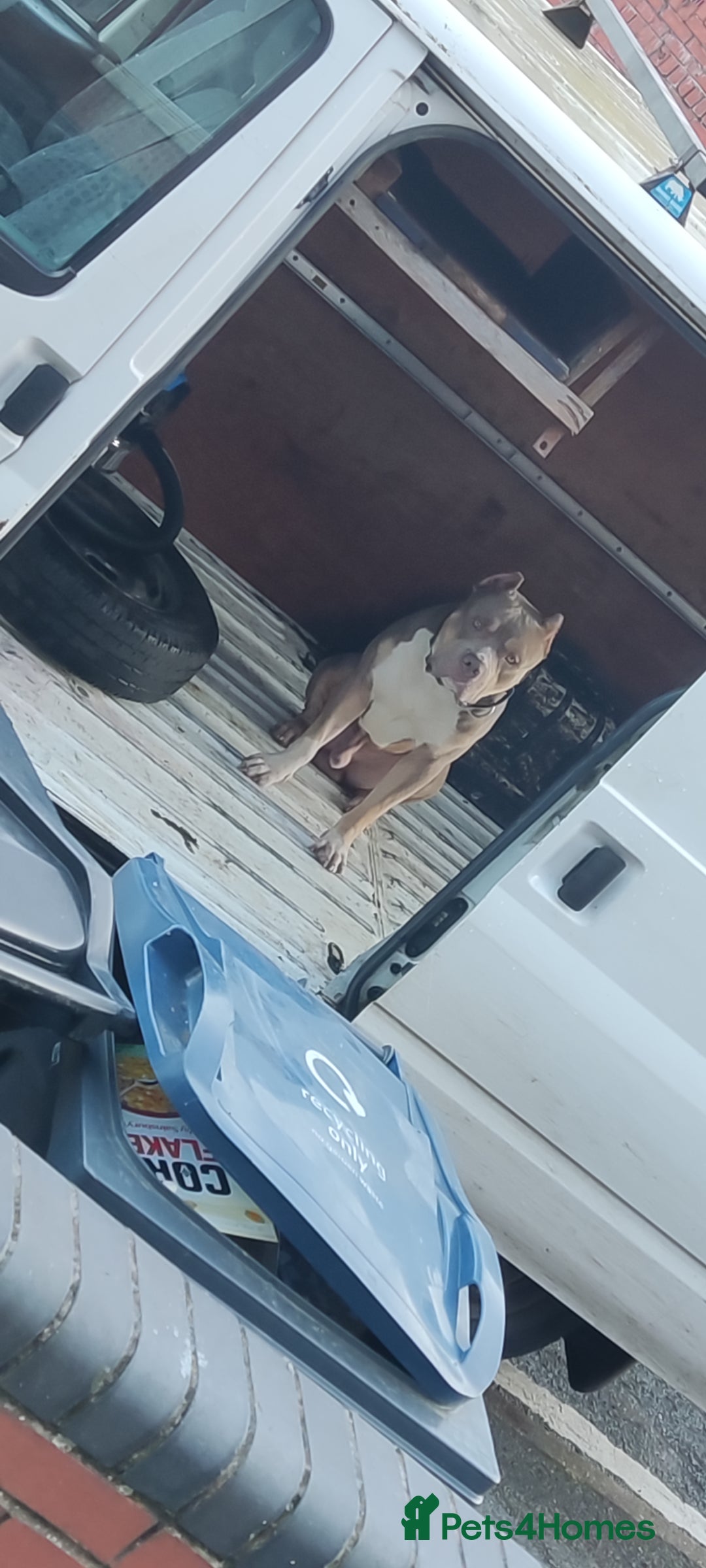 Mixed Breed dogs for sale: Caine corso/ American bully 10 weeks - Advert 24