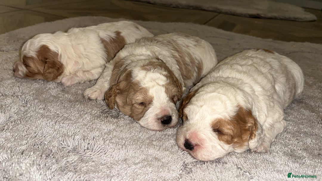 Cavapoo dogs for sale: Cavapoo puppy’s for sale  - Advert 2