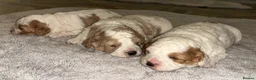 Cavapoo dogs for sale: Cavapoo puppy’s for sale  - Advert 2